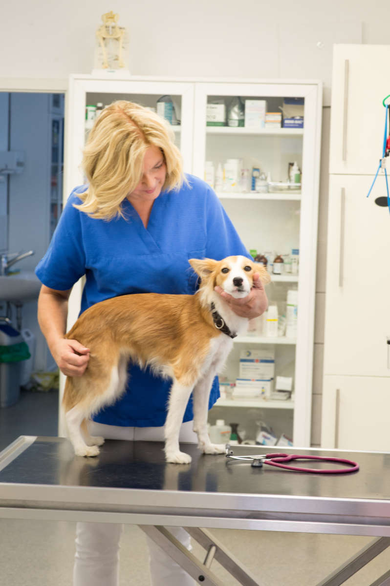 Tierarzt Heuchelheim mit Hund Hollywood