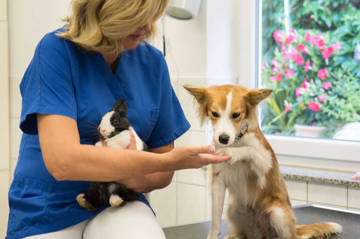 Tierärztin Nicole Schmidt und Hund Hollywood