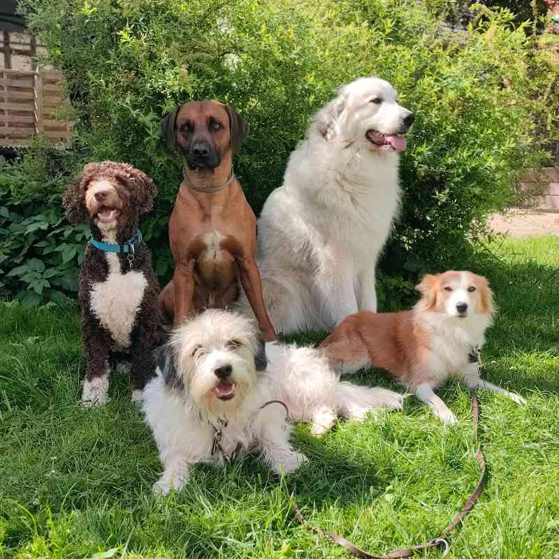 team-hunde